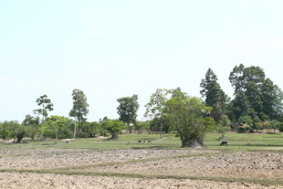 田野绿树风景图