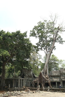 吴哥窟树根缠绕古老建筑