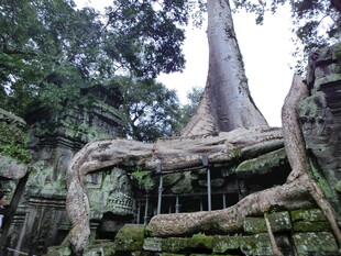 塔布笼寺 古树缠绕的神秘遗迹