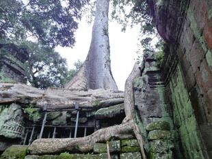 古树下的神秘古老石建筑