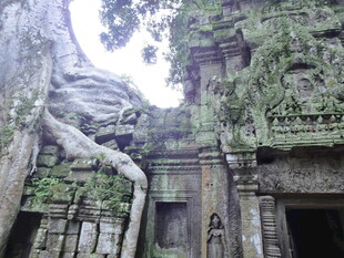 古老寺庙中缠绕的粗壮树根