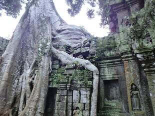 古树下的神秘古老建筑遗迹