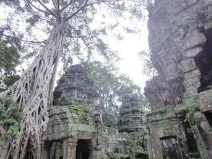 古老庙宇与盘绕树根奇观