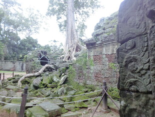 吴哥窟古遗迹与盘根错节树