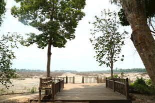 河畔木桥旁的绿树景致