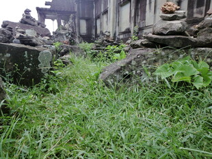 荒废遗迹中茂盛生长的绿草