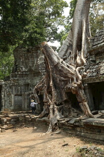 古树盘绕古老寺庙遗迹