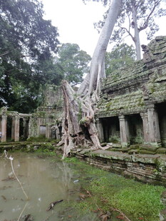 古老寺庙被树根缠绕的景象