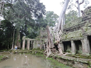 古老寺庙被树根缠绕景观