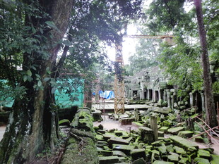 丛林中的古老遗迹景观