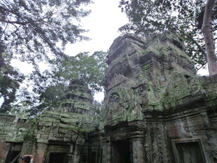 古老丛林中的神秘寺庙遗迹