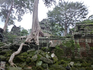 塔普伦寺树根盘绕古老建筑