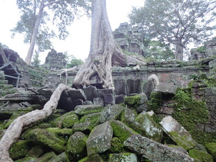 古老树根缠绕的石砌遗迹