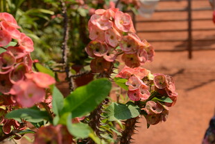 娇艳粉色虎刺梅绽放