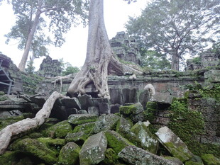 古老树根缠绕的神秘遗迹