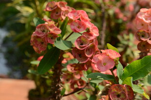 娇艳多彩虎刺梅绽放