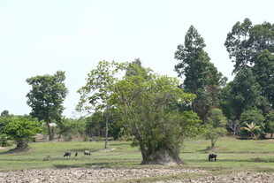 乡村绿野中的树木与草地