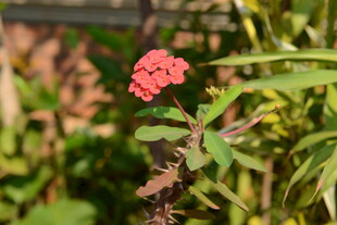 娇艳小红花绽放绿叶间