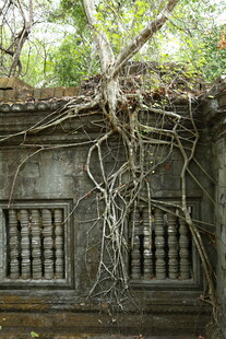 古墙缠绕树根的沧桑景象