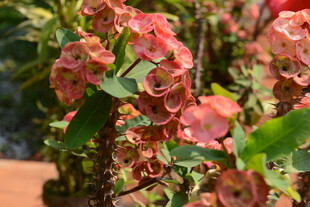 娇艳多彩的花朵绽放