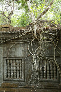 古墙藤蔓缠绕的岁月痕迹