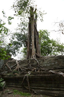 古树根盘绕古老石建筑