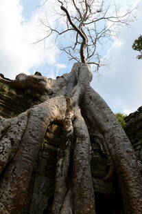 古树根盘绕古老石建筑