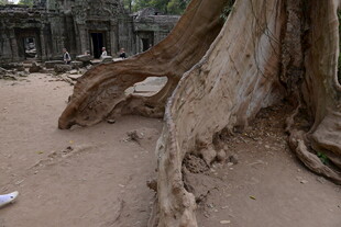 古树下的古老遗迹