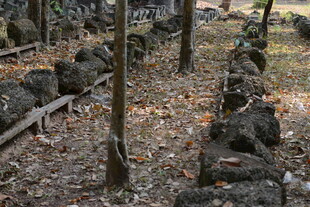 秋日林间的古老石堆遗迹