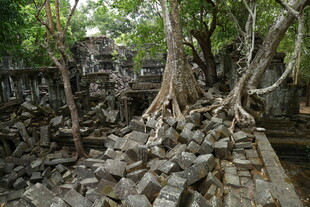 古树下缠绕的古老石堆遗迹