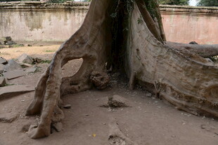 盘根错节的古老树根