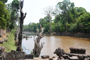 河畔枯树与繁茂绿植景观