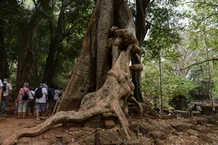 巨大盘根错节的古老树木