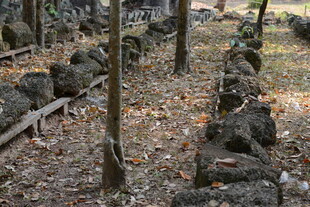 林间石景 静谧自然之境