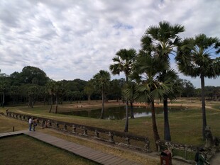 户外田园风光中的棕榈树