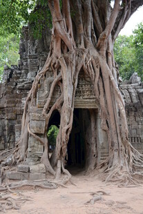 古树下的神秘古老石门