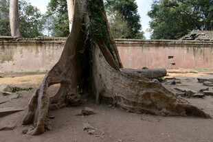 盘根错节的古老树根
