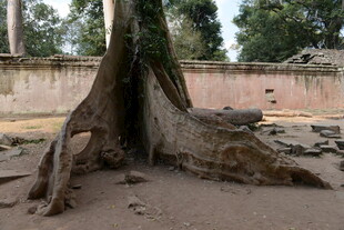树根穿破地面的自然奇观