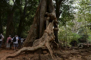 巨大古树旁的游客观赏景象