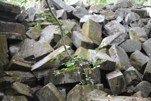 石堆中的绿意生机