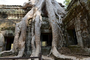 古庙宇中盘根错节的巨树