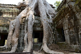古庙宇中盘根错节的巨树