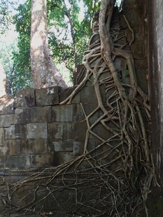 树根缠绕古老砖墙景象