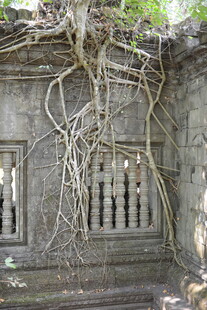 古老石墙缠绕繁茂藤蔓