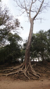 盘根错节的高大树木