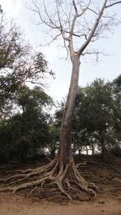 盘根错节的粗壮树木