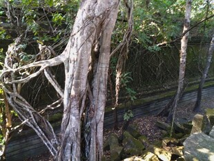 古老树林中的粗壮树干