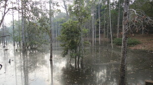洪水淹没树林景象