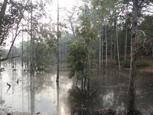 洪水淹没树林景象