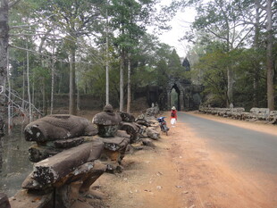 林间道路旁的枯木景观